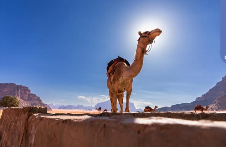 Joy To Wadi Rum Ngoại thất bức ảnh